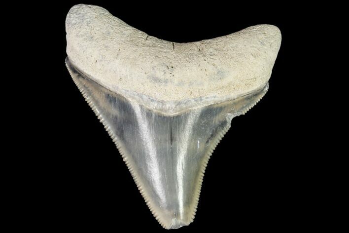 Serrated, Fossil Megalodon Tooth - Florida #110462